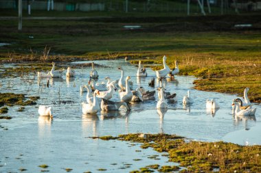 Moldova 'da kar olmadan sakin kırsal yaşam süren güzel bir manzara