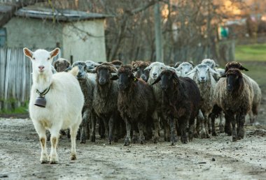 Moldova 'da kar olmadan sakin kırsal yaşam süren güzel bir manzara