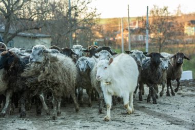 Moldova 'da kar olmadan sakin kırsal yaşam süren güzel bir manzara