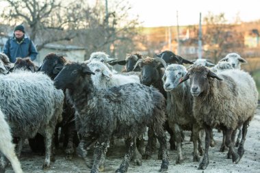 Moldova 'da kar olmadan sakin kırsal yaşam süren güzel bir manzara