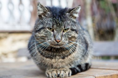 Güzel evcil kedi çiftliğin bahçesinde oturuyor..