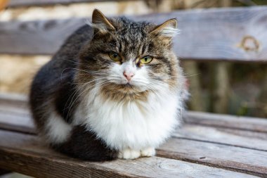 Güzel evcil kedi çiftliğin bahçesinde oturuyor..