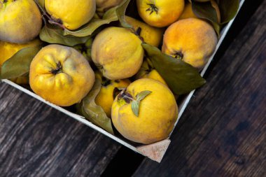 Bahçeden yeni çıkmış ayva dolu bir sandık. Sağlıklı organik meyve.