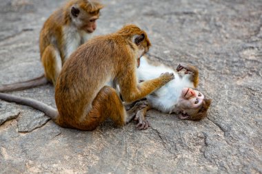 Dambulla, Sri Lanka 'daki en büyük ve en iyi korunmuş mağara tapınağı kompleksidir. Sri Lanka 'da Budizm