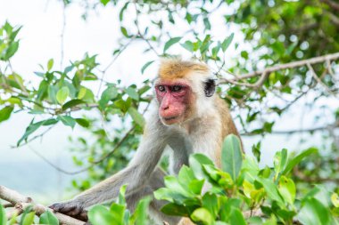 Sigirya, Sri Lanka 'da bulunan antik bir kaya kalesidir. UNESCO Dünya Mirası Bölgesi ve Sri Lanka 'nın gezginler için en ikonik simgelerinden biri..