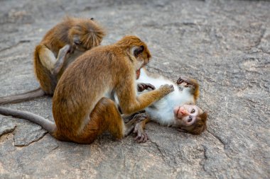 Sri Lanka ormanında maymunla vahşi doğa