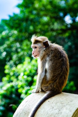 Sri Lanka ormanında maymunla vahşi doğa