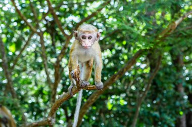 Sri Lanka ormanında maymunla vahşi doğa
