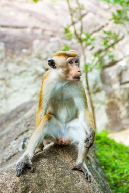 Sri Lanka ormanında maymunla vahşi doğa