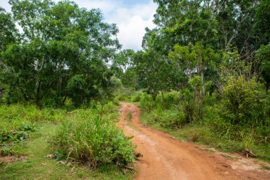 Sri Lanka 'daki Yala Ulusal Parkı' ndan vahşi doğa manzarası. Asya 'ya seyahat.