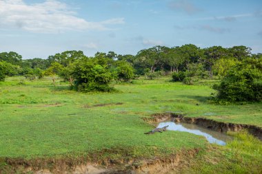 Sri Lanka 'daki Yala Ulusal Parkı' ndan vahşi doğa manzarası. Asya 'ya seyahat.