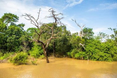 Sri Lanka 'daki Yala Ulusal Parkı' ndan vahşi doğa manzarası. Asya 'ya seyahat.