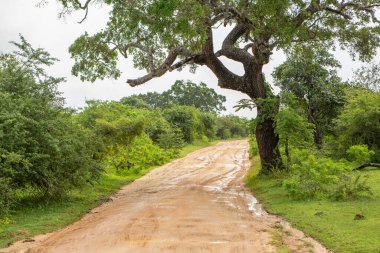 Sri Lanka 'daki Yala Ulusal Parkı' ndan vahşi doğa manzarası. Asya 'ya seyahat.