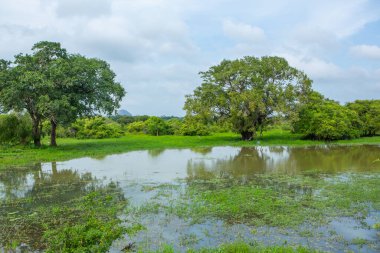 Sri Lanka 'daki Yala Ulusal Parkı' ndan vahşi doğa manzarası. Asya 'ya seyahat.