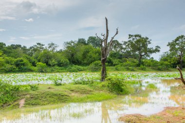 Sri Lanka 'daki Yala Ulusal Parkı' ndan vahşi doğa manzarası. Asya 'ya seyahat.