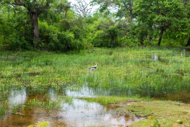 Sri Lanka 'daki Yala Ulusal Parkı' ndan vahşi doğa manzarası. Asya 'ya seyahat.