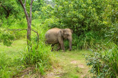 Sri Lanka 'daki Yala Ulusal Parkı' ndan vahşi doğa ve fillerle dolu bir manzara. Asya 'ya seyahat