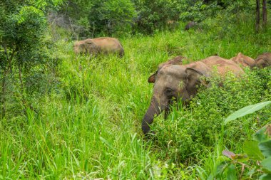 Sri Lanka 'daki Yala Ulusal Parkı' ndan vahşi doğa ve fillerle dolu bir manzara. Asya 'ya seyahat