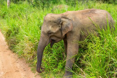Sri Lanka 'daki Yala Ulusal Parkı' ndan vahşi doğa ve fillerle dolu bir manzara. Asya 'ya seyahat