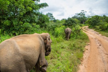 Sri Lanka 'daki Yala Ulusal Parkı' ndan vahşi doğa ve fillerle dolu bir manzara. Asya 'ya seyahat