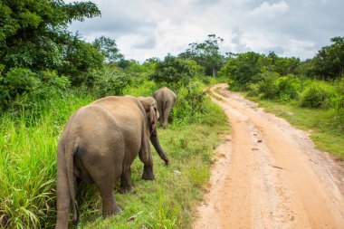 Sri Lanka 'daki Yala Ulusal Parkı' ndan vahşi doğa ve fillerle dolu bir manzara. Asya 'ya seyahat