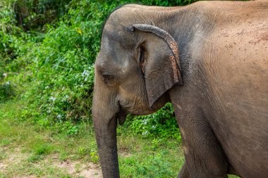 Sri Lanka 'daki Yala Ulusal Parkı' ndan vahşi doğa ve fillerle dolu bir manzara. Asya 'ya seyahat