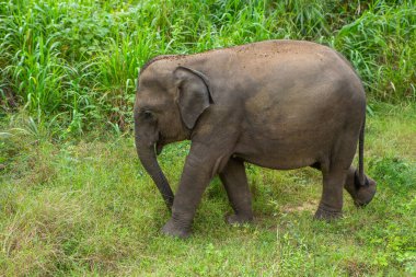 Sri Lanka 'daki Yala Ulusal Parkı' ndan vahşi doğa ve fillerle dolu bir manzara. Asya 'ya seyahat