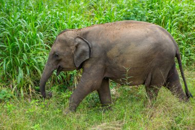 Sri Lanka 'daki Yala Ulusal Parkı' ndan vahşi doğa ve fillerle dolu bir manzara. Asya 'ya seyahat