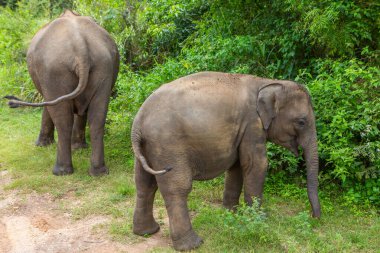 Sri Lanka 'daki Yala Ulusal Parkı' ndan vahşi doğa ve fillerle dolu bir manzara. Asya 'ya seyahat