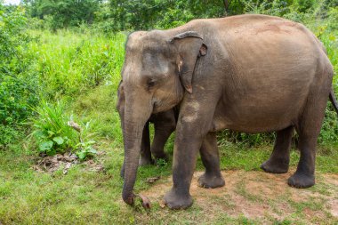 Sri Lanka 'daki Yala Ulusal Parkı' ndan vahşi doğa ve fillerle dolu bir manzara. Asya 'ya seyahat