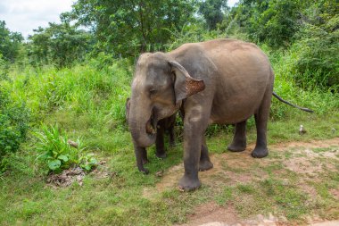 Sri Lanka 'daki Yala Ulusal Parkı' ndan vahşi doğa ve fillerle dolu bir manzara. Asya 'ya seyahat