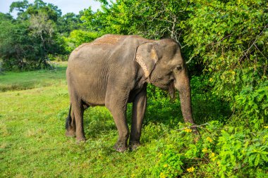 Sri Lanka 'daki Yala Ulusal Parkı' ndan vahşi doğa ve fillerle dolu bir manzara. Asya 'ya seyahat