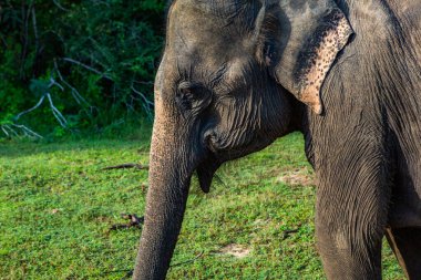Sri Lanka 'daki Yala Ulusal Parkı' ndan vahşi doğa ve fillerle dolu bir manzara. Asya 'ya seyahat