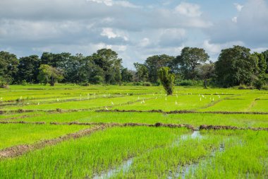 Sri Lanka 'nın çok güzel doğası, Hint okyanusunun incisi olarak da bilinir. Asya 'da seyahat