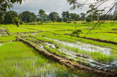 Sri Lanka 'nın çok güzel doğası, Hint okyanusunun incisi olarak da bilinir. Asya 'da seyahat