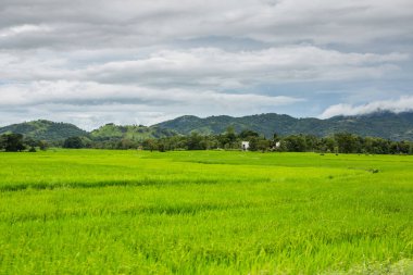 Sri Lanka 'nın çok güzel doğası, Hint okyanusunun incisi olarak da bilinir. Asya 'da seyahat