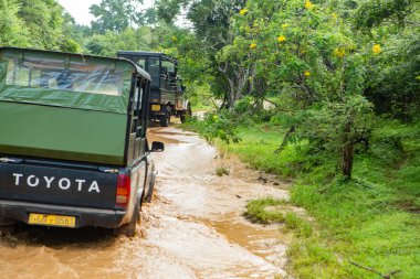 Sri Lanka 'daki Yala Ulusal Parkı' nda safari ya da özel jip turları. Hayvanları doğal ortamlarında gözlemliyorlar..