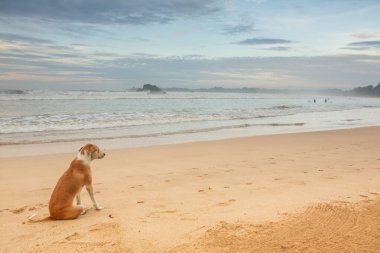 Sri Lanka 'da Hindistan okyanusunun Weligama sahilinde sörf cenneti ve altın plajı. Hem rahatlama hem de macera arayan gezginler için favori bir hedef..