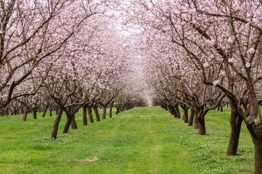 Çiçekli badem bahçesi. Avrupa 'da ilkbaharda açan pembe çiçekli güzel ağaçlar. Badem çiçeği..