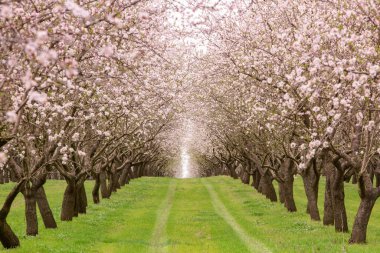 Çiçekli badem bahçesi. Avrupa 'da ilkbaharda açan pembe çiçekli güzel ağaçlar. Badem çiçeği..