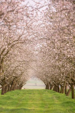 Çiçekli badem bahçesi. Avrupa 'da ilkbaharda açan pembe çiçekli güzel ağaçlar. Badem çiçeği..