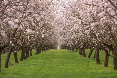 Çiçekli badem bahçesi. Avrupa 'da ilkbaharda açan pembe çiçekli güzel ağaçlar. Badem çiçeği..
