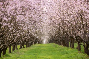 Çiçekli badem bahçesi. Avrupa 'da ilkbaharda açan pembe çiçekli güzel ağaçlar. Badem çiçeği..