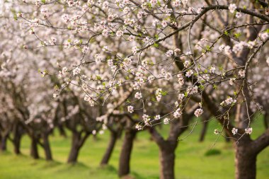 Çiçekli badem bahçesi. Avrupa 'da ilkbaharda açan pembe çiçekli güzel ağaçlar. Badem çiçeği..