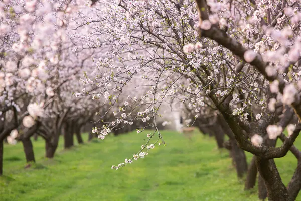 Çiçekli badem bahçesi. Avrupa 'da ilkbaharda açan pembe çiçekli güzel ağaçlar. Badem çiçeği..