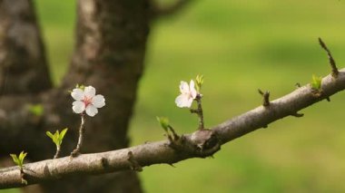 Çiçekli badem bahçesi. Avrupa 'da ilkbaharda açan pembe çiçekli güzel ağaçlar. Badem çiçeği..