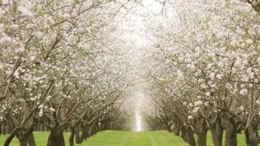 Çiçekli badem bahçesi. Avrupa 'da ilkbaharda açan pembe çiçekli güzel ağaçlar. Badem çiçeği..