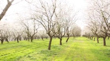 Çiçekli badem bahçesi. Avrupa 'da ilkbaharda açan pembe çiçekli güzel ağaçlar. Badem çiçeği..