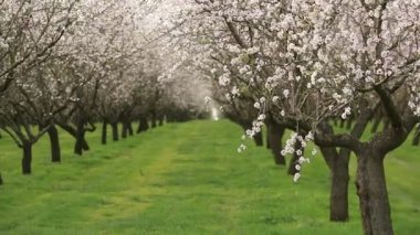 Çiçekli badem bahçesi. Avrupa 'da ilkbaharda açan pembe çiçekli güzel ağaçlar. Badem çiçeği..