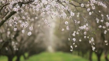Çiçekli badem bahçesi. Avrupa 'da ilkbaharda açan pembe çiçekli güzel ağaçlar. Badem çiçeği..